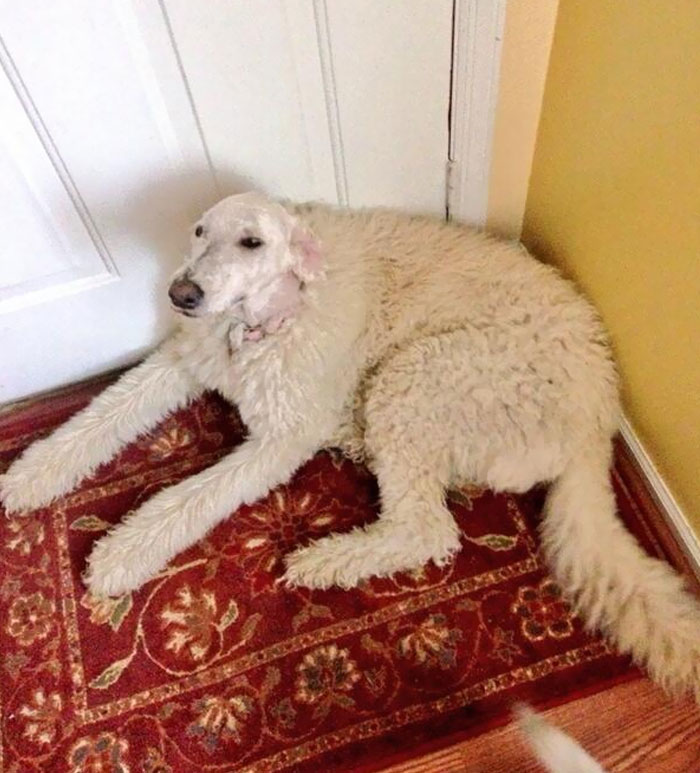 Mi padre está afeitando a mi perro pero se tomó un descanso en su cabeza. Los negocios por delante, la fiesta por detrás