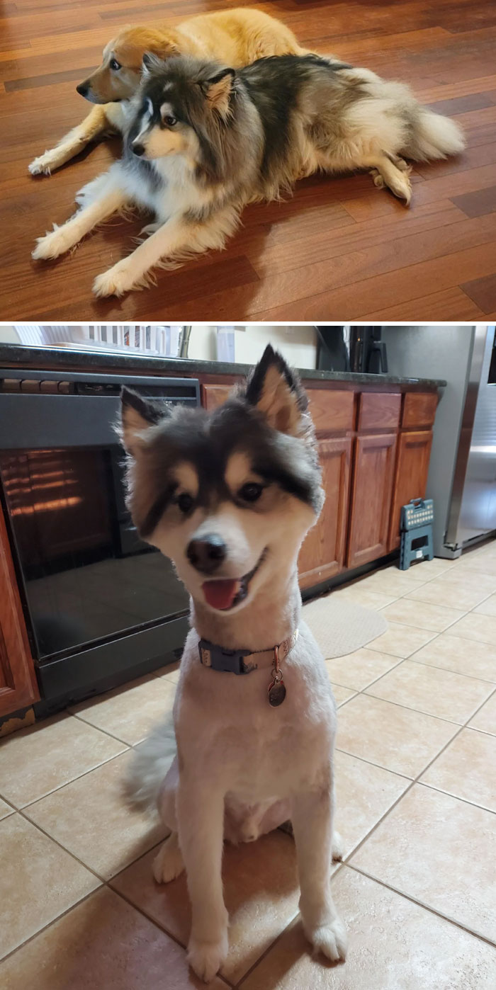 Mi chico terminó asustado en la peluquería y su corte terminó siendo un corte muy divertido