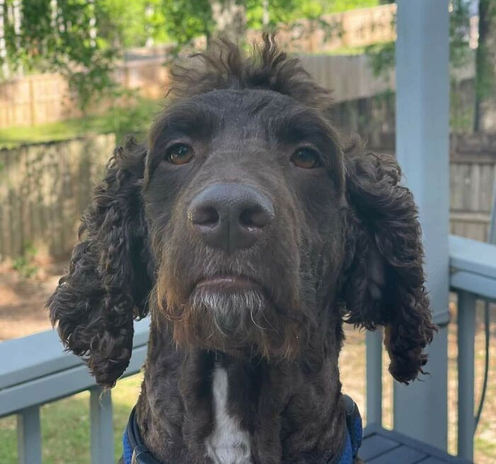 Todos. Este es el perro de mi primo Henry, que recibió un corte de pelo mohicano del peluquero canino. Nos hemos estado riendo durante 2 días