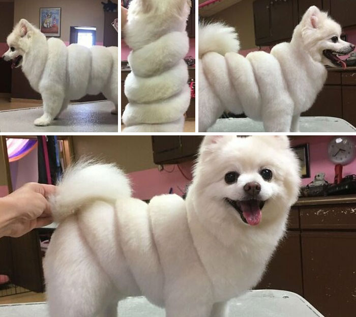 "Dale a mi perro un aspecto elegante" "Lo tengo"