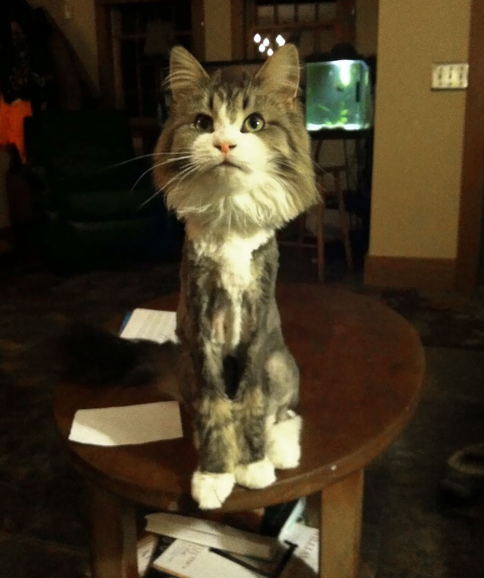 Cat Went To The Groomer Today, With Some Pretty Interesting Results