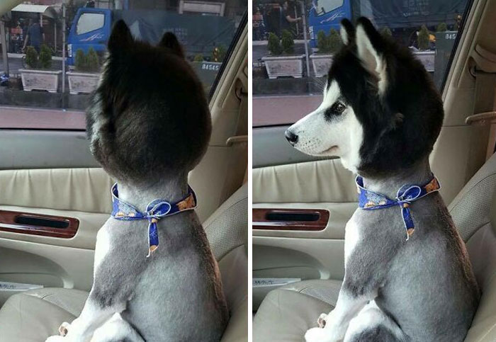 50 Bad Pet Haircuts That Should’ve Never Been Done