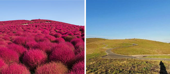 Hitachi Seaside Park. Expectation vs. Reality