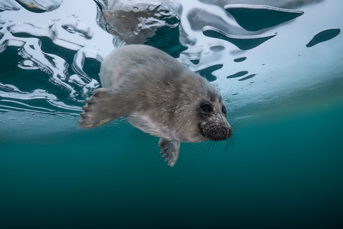 Beneath The Ice: I Took Underwater Shots Of Lake Baikal's Seals (16 Pics)