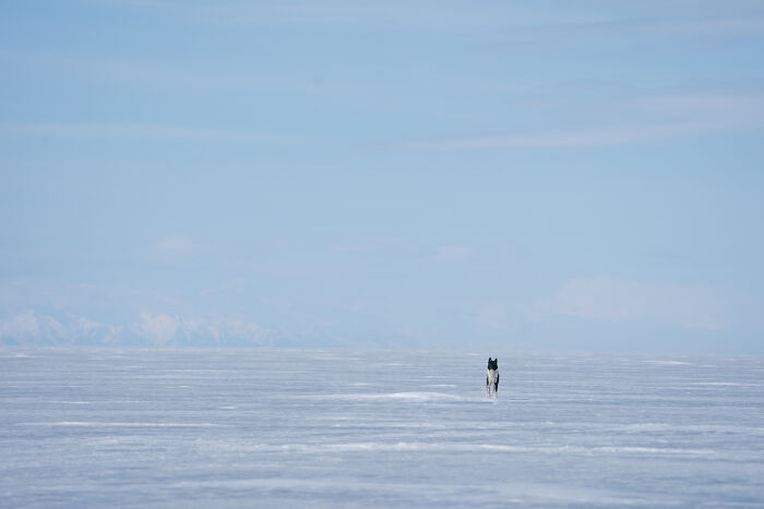Beneath The Ice: I Took Underwater Shots Of Lake Baikal's Seals (16 Pics)