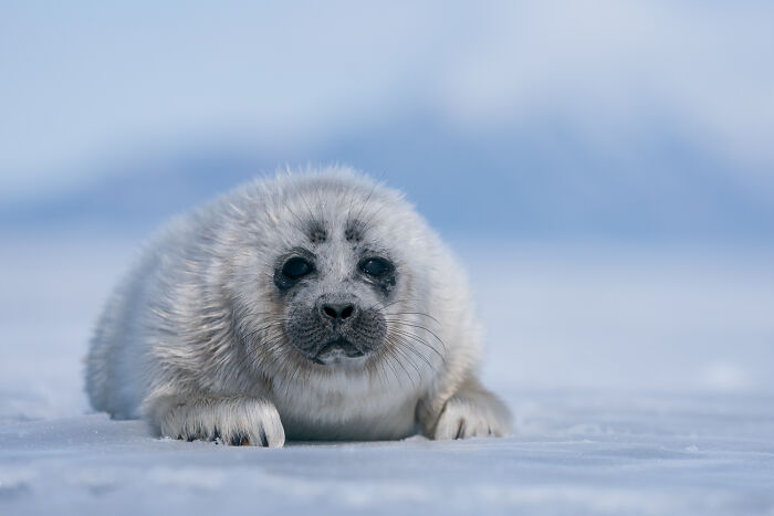 Beneath The Ice: I Took Underwater Shots Of Lake Baikal's Seals (16 Pics)