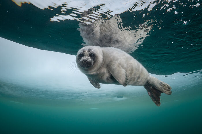 Beneath The Ice: I Took Underwater Shots Of Lake Baikal's Seals (16 Pics)