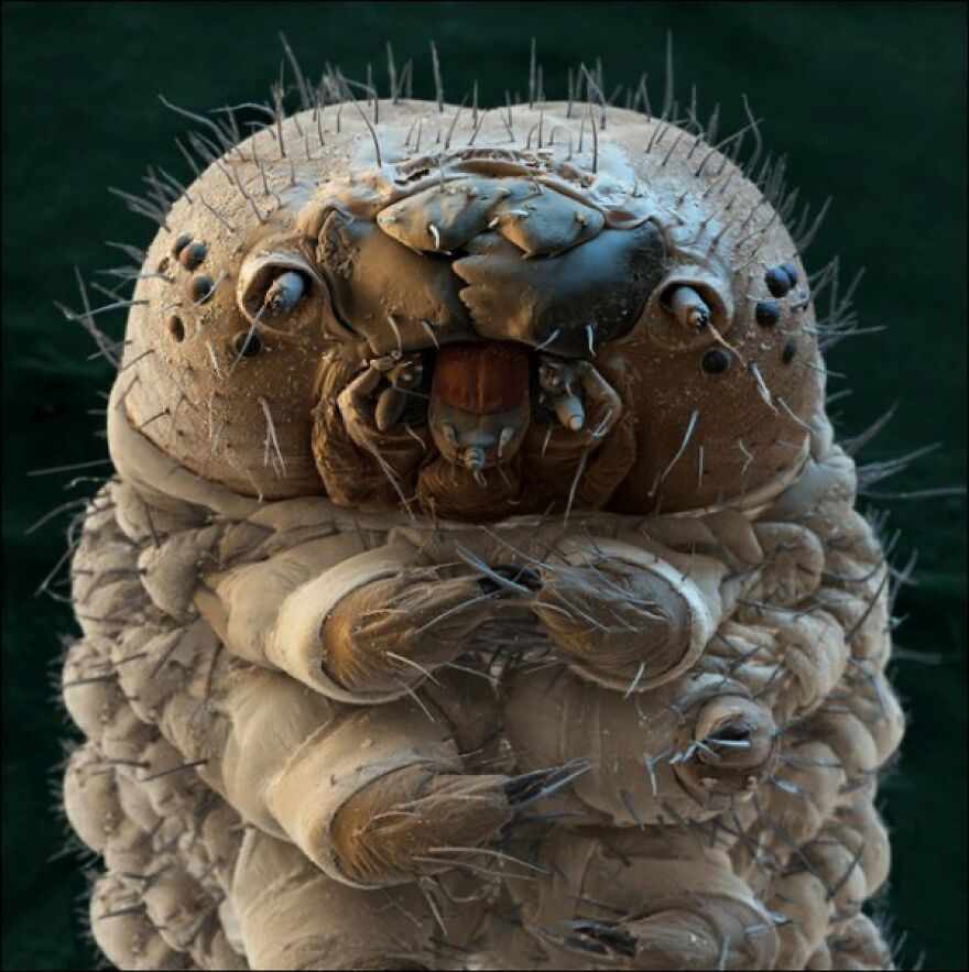 26 Macro Images Invisible To Human Eyes That Will Amaze Them 26 Macro Images Invisible To Human Eyes That Will Amaze Them