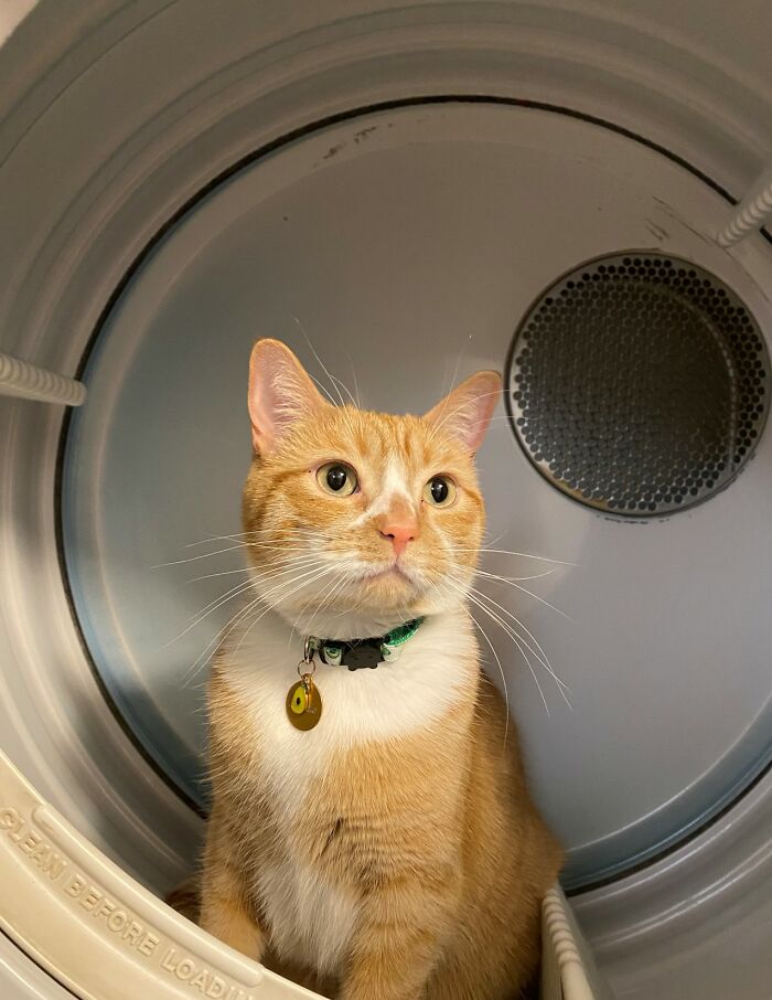 Birdie's School Pic In The Clothes Dryer