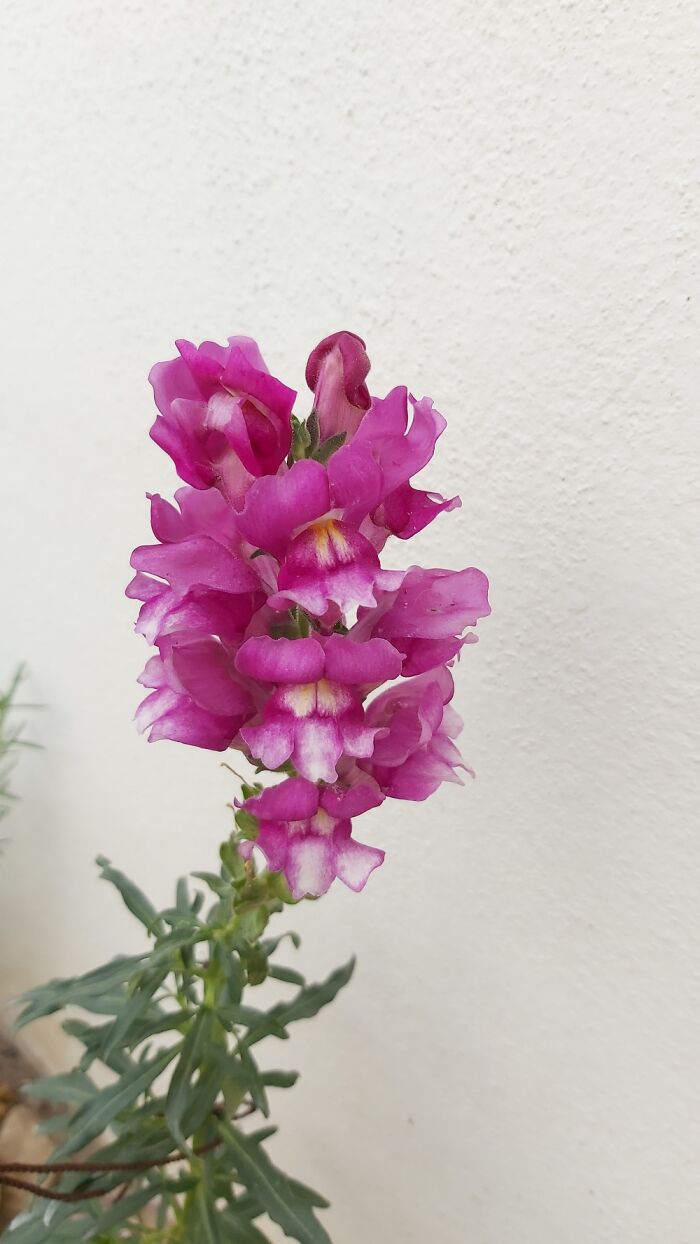 My Snapdragon!