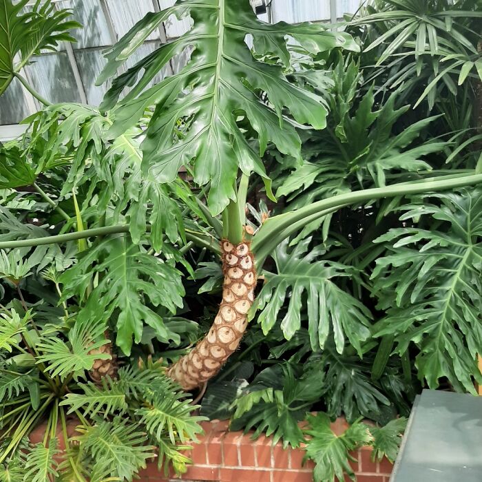 Pittsburgh , Pa Phipps Center.