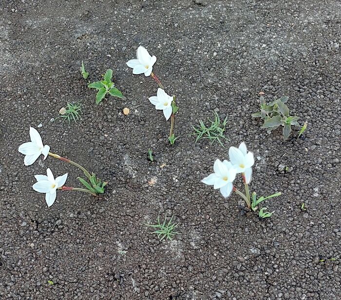 These Got Paved Over, But Life Finds A Way.