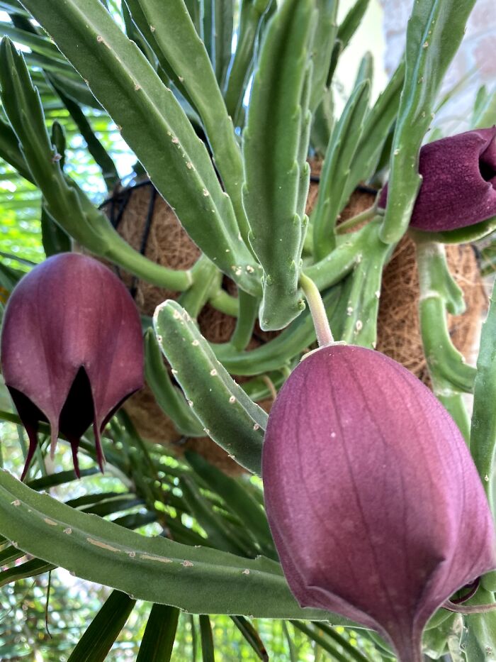 Pretty Flower. Shame It Smells Like Rotting Flesh 🤣😳😖