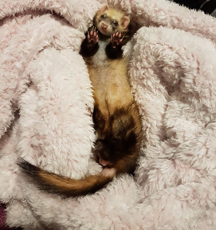 My Super Cute Rescue Ferret