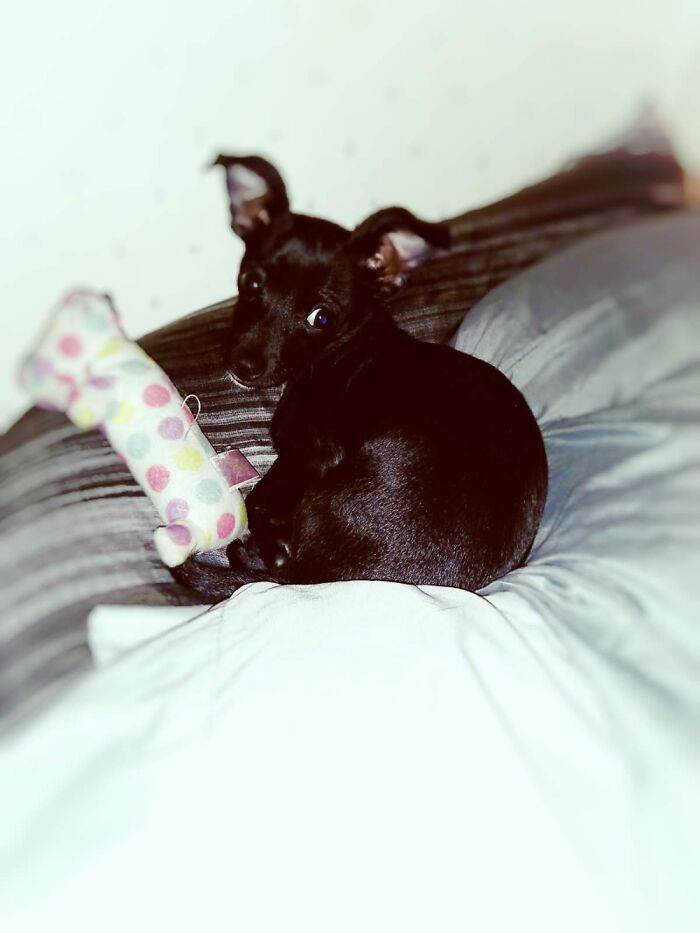 My Bailey....shes Such A Sweet Puppy