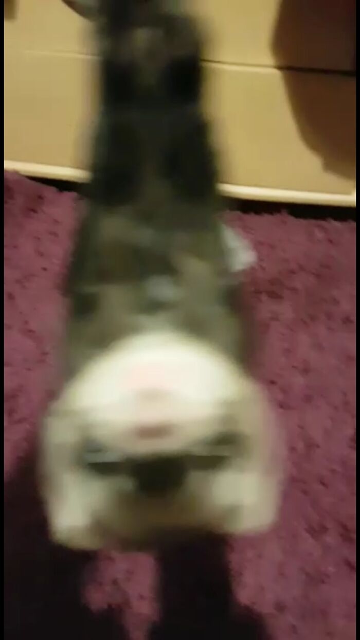 If Only She Wasnt Going Nuts And Shaking About Like A Loonatick... Would Of Been A Great Photo!