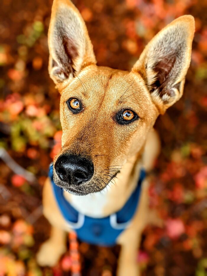 Caring For Dogs Saved My Life. Hanging With Elle Makes Me So Happy.