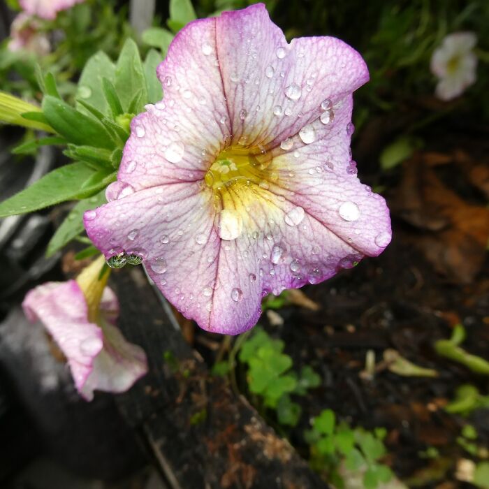 I Took This Photo Of This Little Pretty While Playing Around With My New Camera Yesterday.