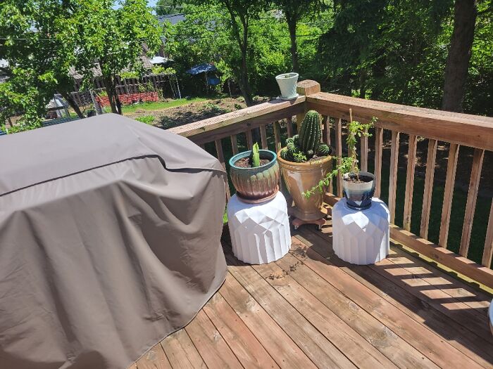 My 15 Year Old Cactus, My New Goji Berry Plant And A Dragon Fruit Tree