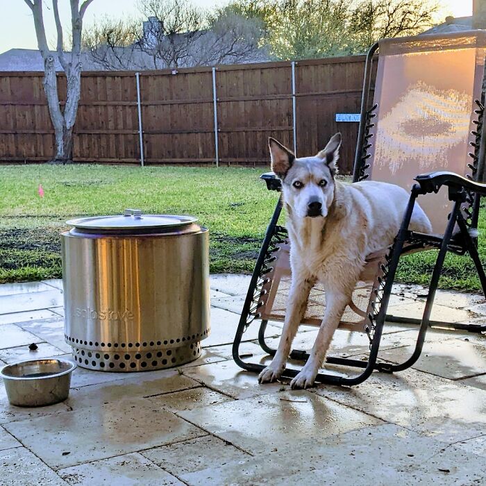 This Chair Is His "Drying Rack" After A Swim.