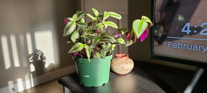 My Tradscantia Zebrina When She Was A Baby