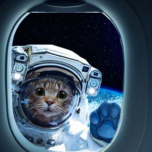 rodigiannitsara avatar