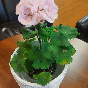 martina-jinxthecat avatar