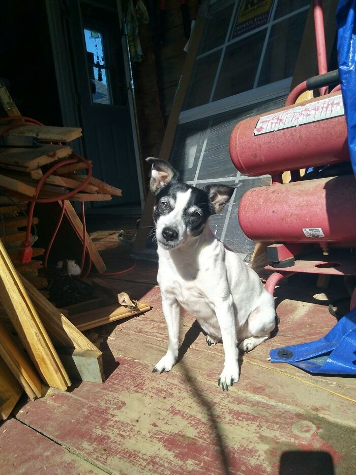 Older Pic,only 13. 17 1/2 Now. Vet Says Kidneys Are Failing, Only Weighs 7lb 10oz Now. Too Soon