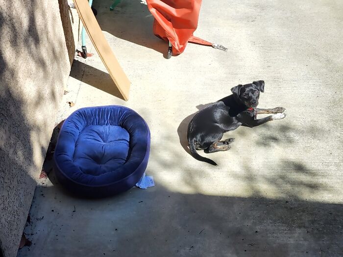 Bos'n Before He Figured Out The Bed Was His.