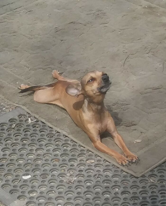 Maggie Mae Sun Stretching!