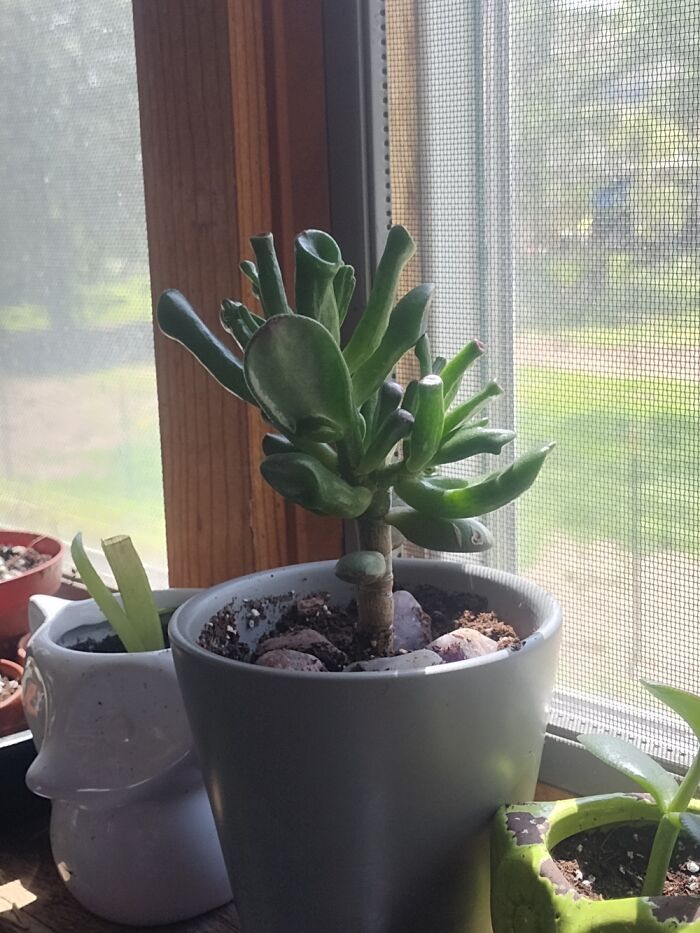 Gollum Jade
