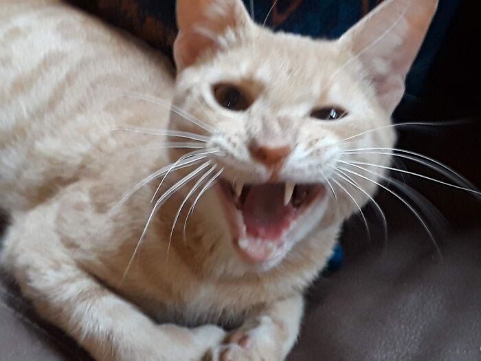 Mid Yawn Not Exactly Lovely.