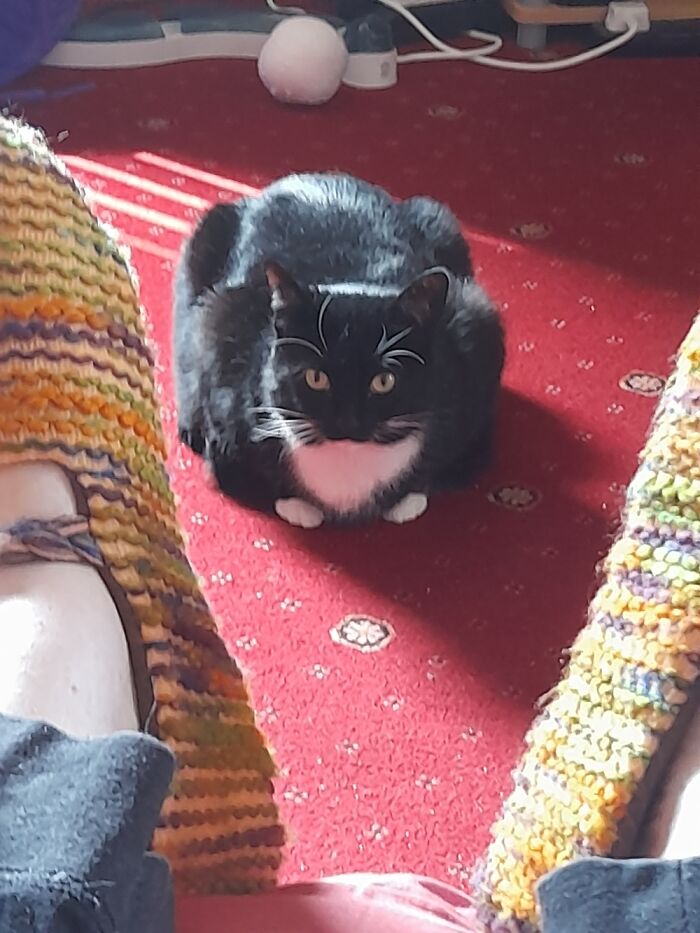 My Cat Misti Chilling In The Sun Xx