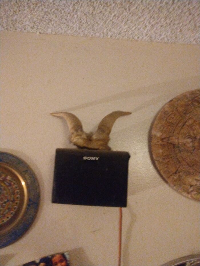 These Goat Horns Sorry Blurry Pic Im Short.