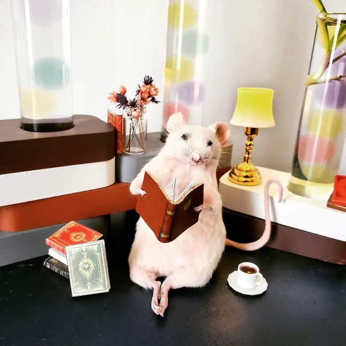 My Little Taxidermy Friends