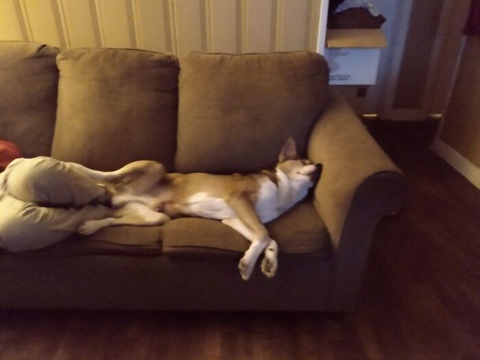 My Fat Ass Boy Laying In The Last Of The Sun Light Bfor We Closed Curtains