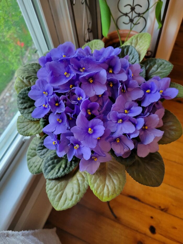 I Swear I Did Not Administer Steroids To My Violet 