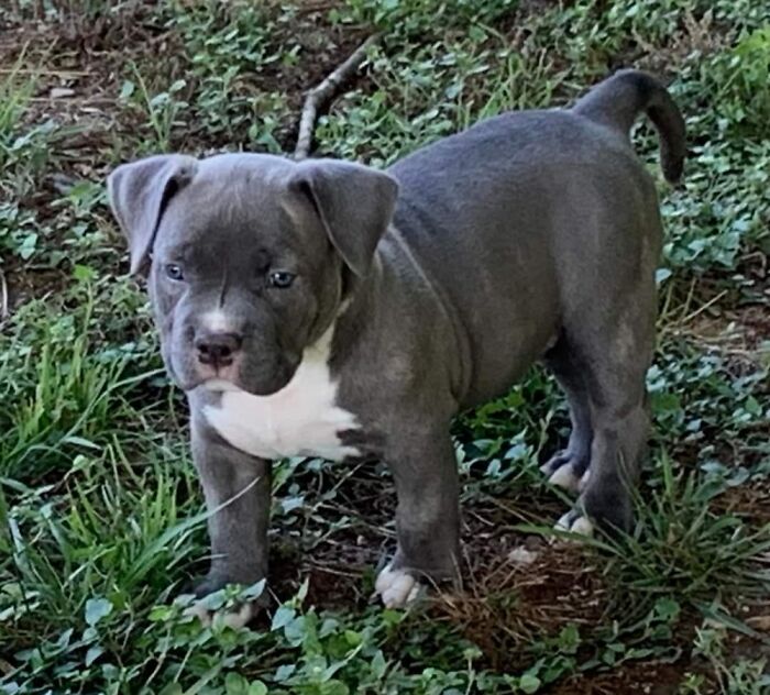 My American Bully Pup, Beasty. We Expect Her To Make Champion In The Next Year.