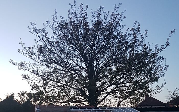 The Tree Blossoming So Beautifully