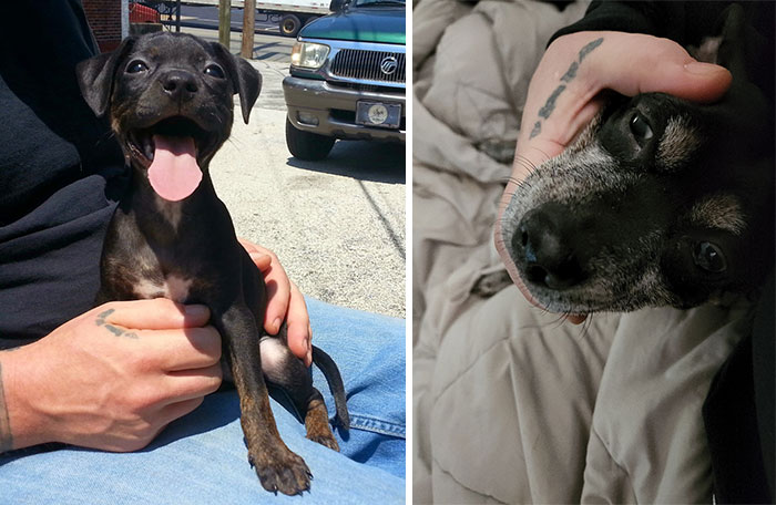 My Grandpuppy Arya 8 Weeks And Arya 9 Years