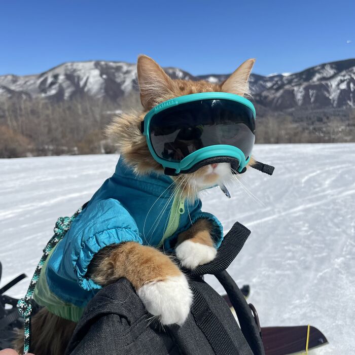 A este gato naranja le encanta vivir todo tipo de aventuras y hacer sonreír a todos los que conoce