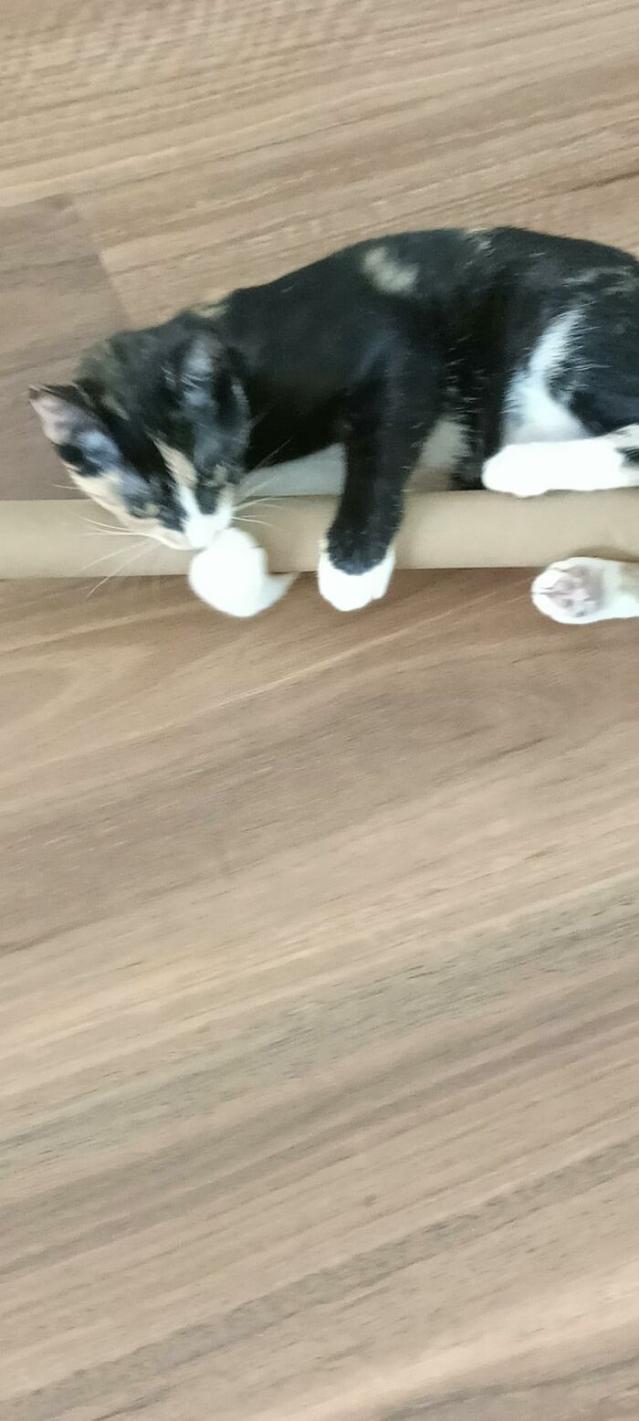 My Empty Wrapping Paper Roll, Hooman!