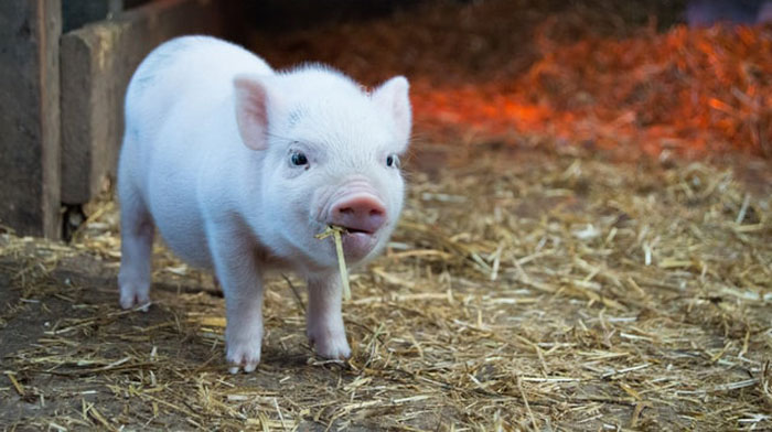 ‘Hoy aprendí’: 25 nuevos datos que demuestran que nunca es tarde para aprender algo nuevo