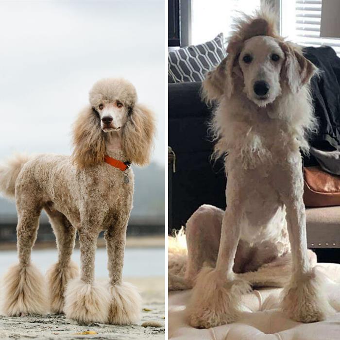Poodle Cut. Nailed It