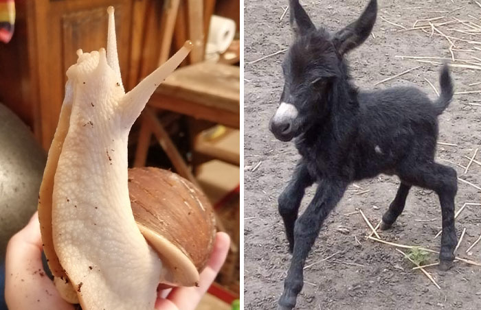 50 Pictures Of Pets Being ‘Totes Adorbs’, As Shared And Rated By The Panda Community