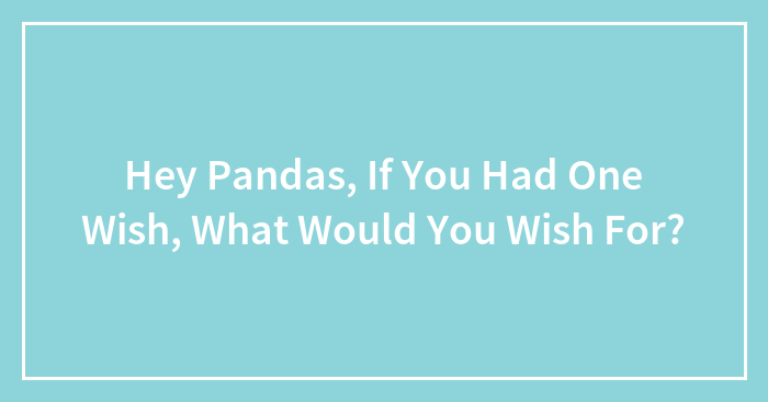 Hey Pandas, If You Had One Wish, What Would You Wish For? (Closed)