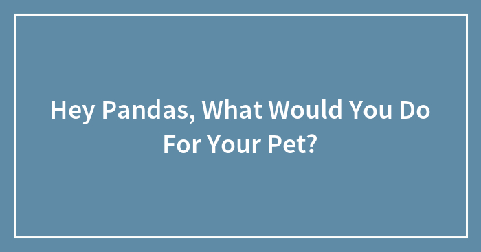 Hey Pandas, What Would You Do For Your Pet? (Closed)