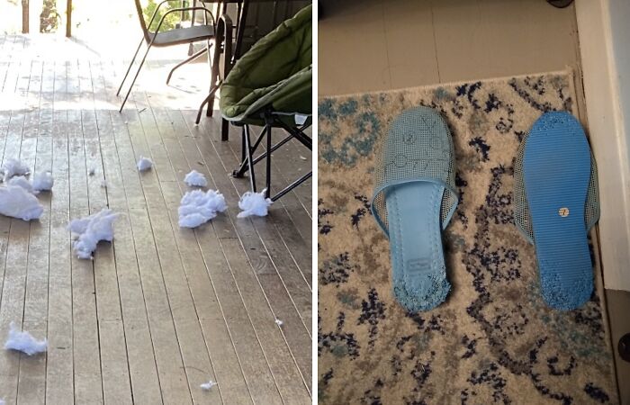 Hey Pandas, Post A Picture That Screams “I Have A Pet” Without Saying You Have A Pet (Closed)