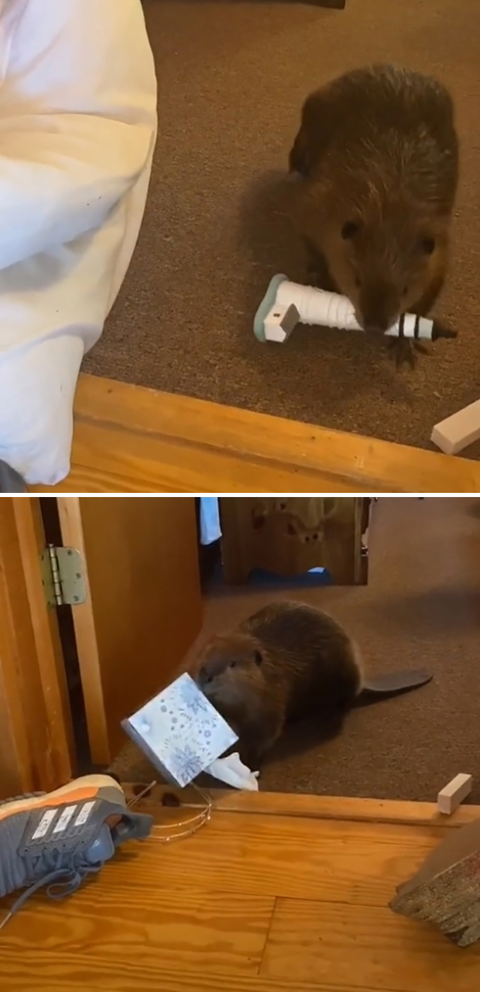 Baby Beaver Gets Rescued, Ends Up Building ‘Dams’ In Rescuer’s Home Using Random Household Items