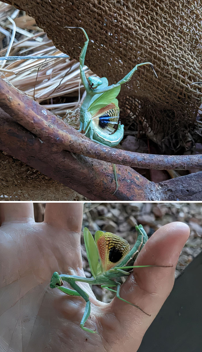 Close-up of a beautiful and cute bug with colorful wings resting on a hand and tree branch in a natural setting